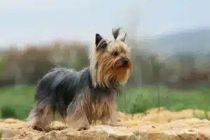 Read more about the article Yorkshire Terrier Züchter