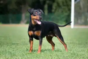 Read more about the article Zwergpinscher Züchter