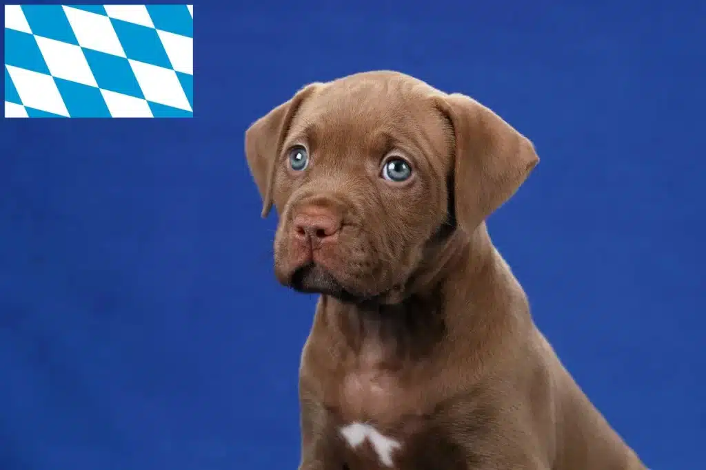 American Pit Bull Terrier Züchter mit Welpen Bayern