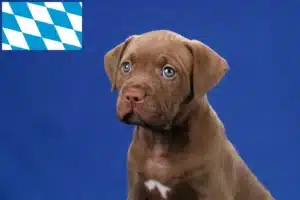 Mehr über den Artikel erfahren American Pit Bull Terrier Züchter und Welpen in Bayern