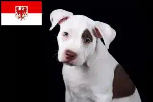 Read more about the article American Pit Bull Terrier Züchter und Welpen in Brandenburg