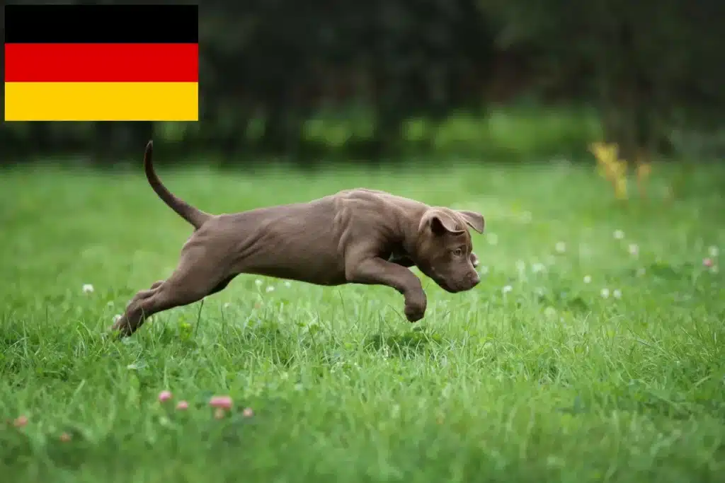 American Pit Bull Terrier Züchter mit Welpen Deutschland