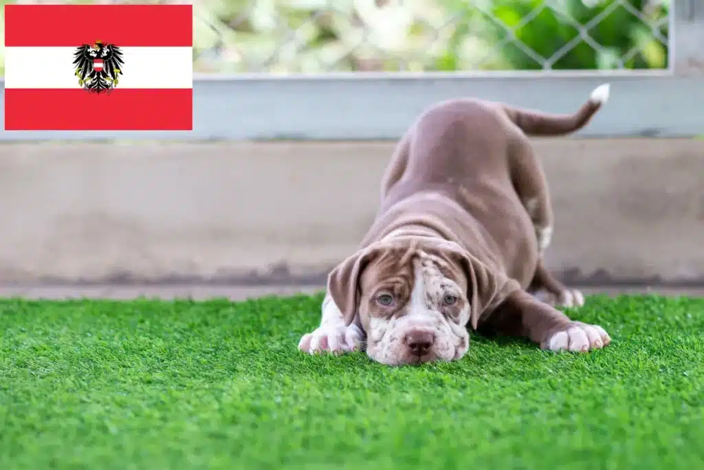 American Pit Bull Terrier Züchter mit Welpen Österreich