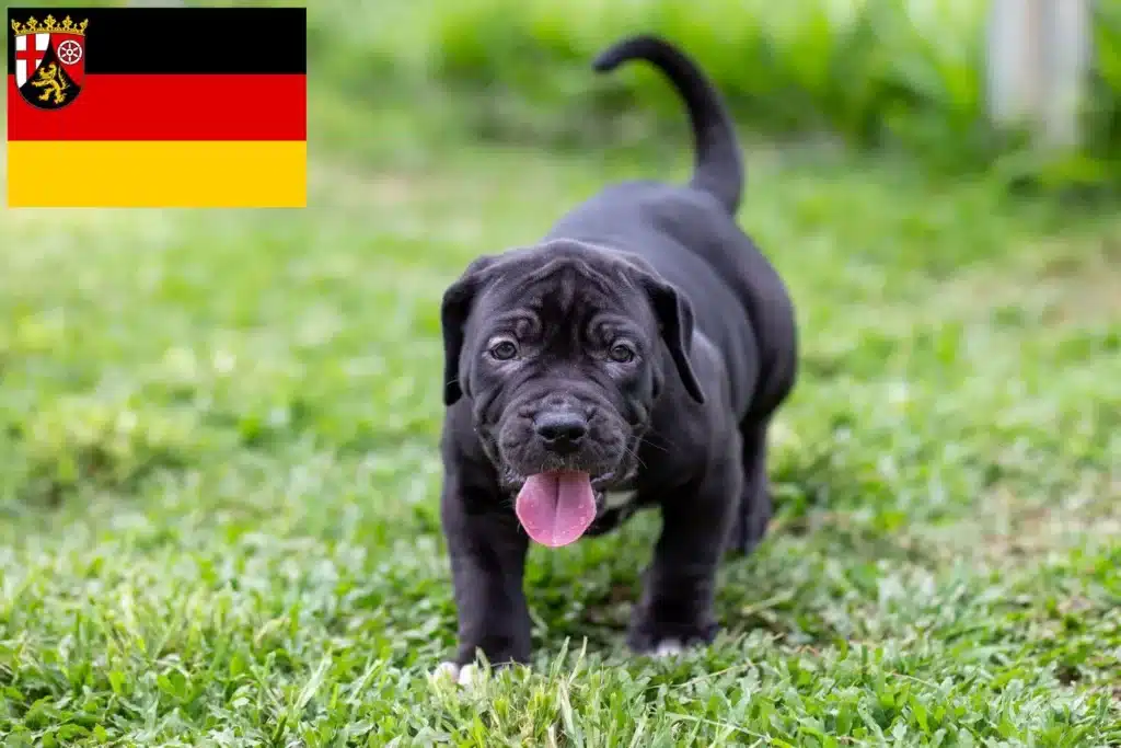 American Pit Bull Terrier Züchter mit Welpen Rheinland-Pfalz