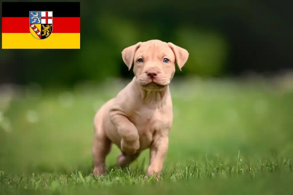 American Pit Bull Terrier Züchter mit Welpen Saarland