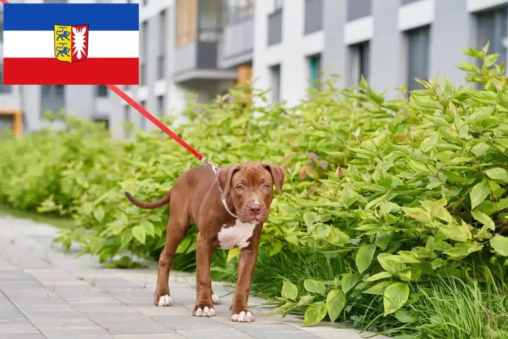 American Pit Bull Terrier Züchter mit Welpen Schleswig-Holstein