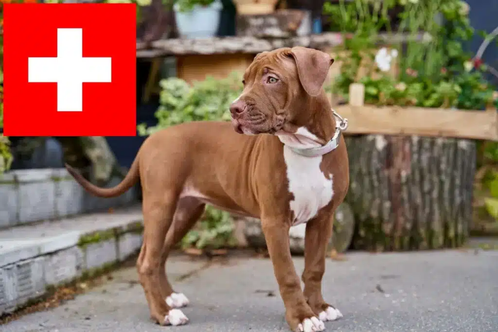 American Pit Bull Terrier Züchter mit Welpen Schweiz