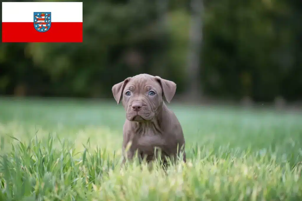 American Pit Bull Terrier Züchter mit Welpen Thüringen