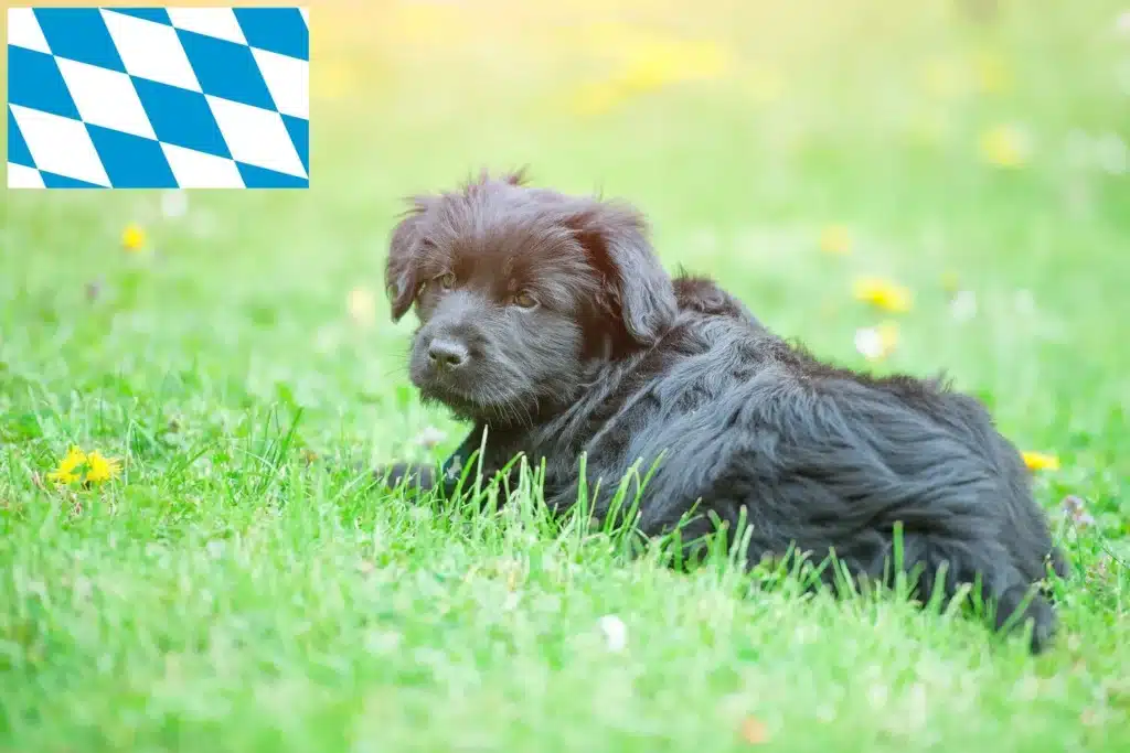 Bergamasker Hirtenhund Züchter mit Welpen Bayern