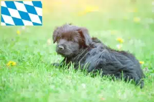 Read more about the article Bergamasker Hirtenhund Züchter und Welpen in Bayern