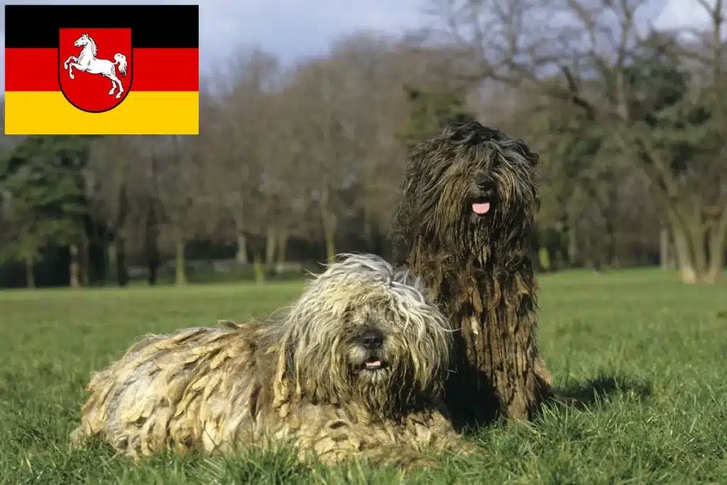 Bergamasker Hirtenhund Züchter mit Welpen Niedersachsen