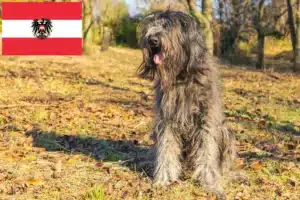 Read more about the article Bergamasker Hirtenhund Züchter und Welpen in Österreich