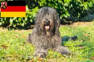 Read more about the article Bergamasker Hirtenhund Züchter und Welpen in Rheinland-Pfalz