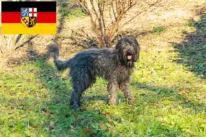 Read more about the article Bergamasker Hirtenhund Züchter und Welpen im Saarland