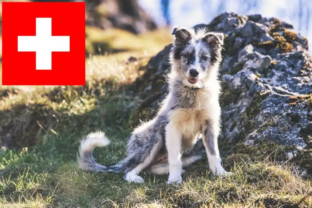 Bergamasker Hirtenhund Züchter mit Welpen Schweiz