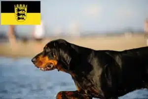 Read more about the article Black and Tan Coonhound Züchter und Welpen in Baden-Württemberg