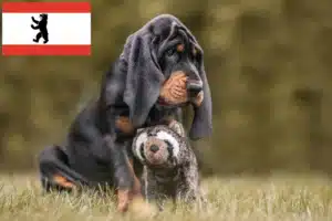 Read more about the article Black and Tan Coonhound Züchter und Welpen in Berlin