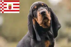 Read more about the article Black and Tan Coonhound Züchter und Welpen in Bremen