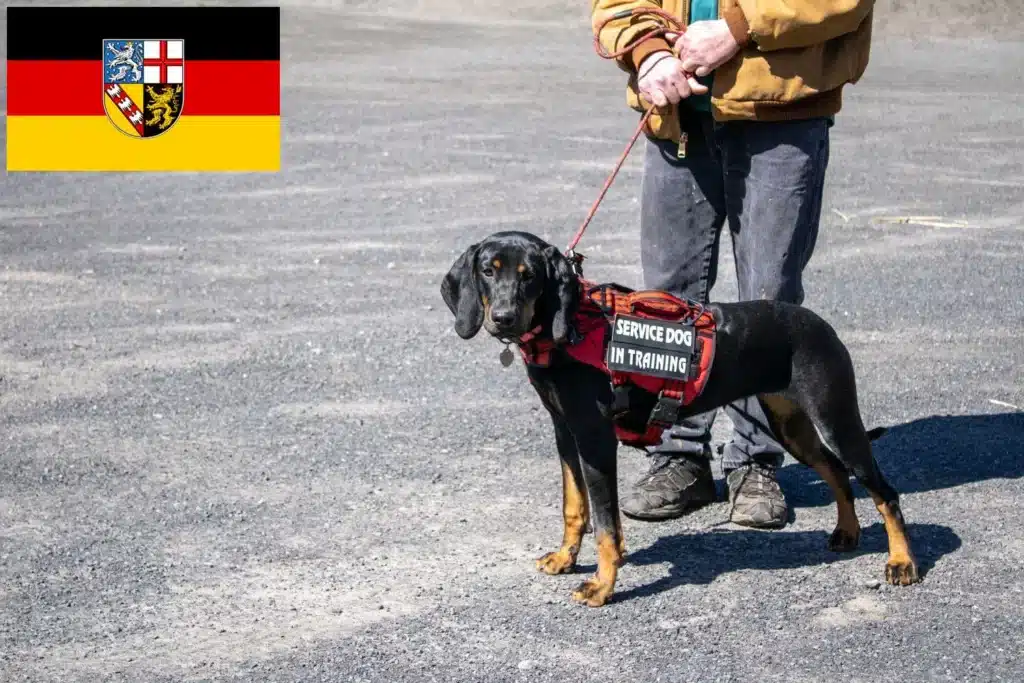 Black and Tan Coonhound Züchter mit Welpen Saarland