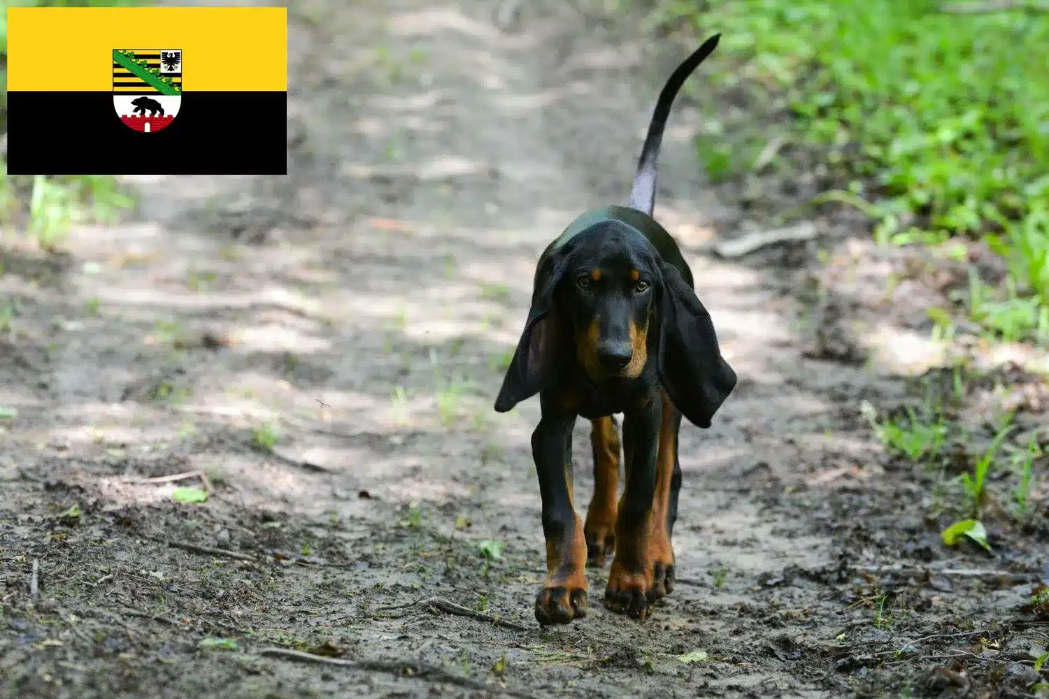 Black and Tan Coonhound Züchter und Welpen in SachsenAnhalt DogWeb