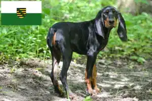 Read more about the article Black and Tan Coonhound Züchter und Welpen in Sachsen