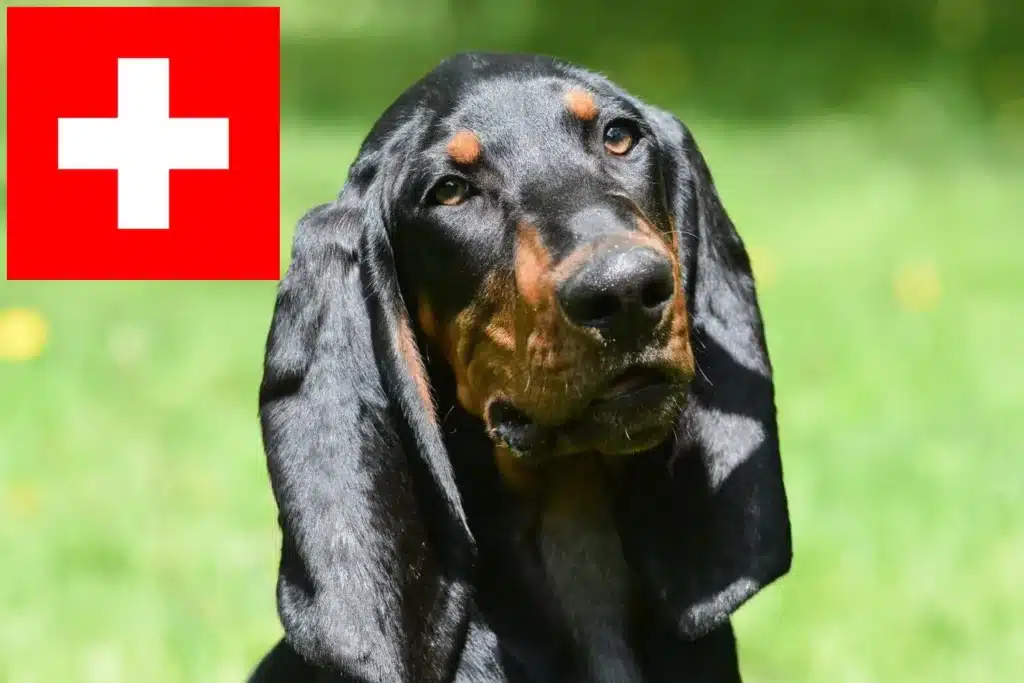 Black and Tan Coonhound Züchter mit Welpen Schweiz