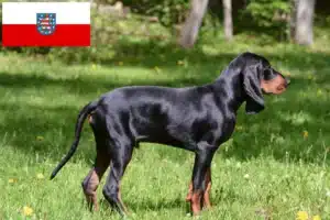 Read more about the article Black and Tan Coonhound Züchter und Welpen in Thüringen