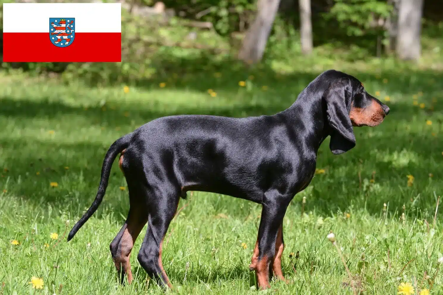 Black and Tan Coonhound Züchter und Welpen in Thüringen DogWeb