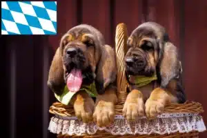 Read more about the article Bloodhound Züchter und Welpen in Bayern