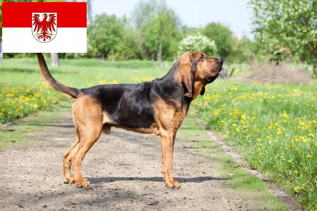Bloodhound Züchter mit Welpen Brandenburg