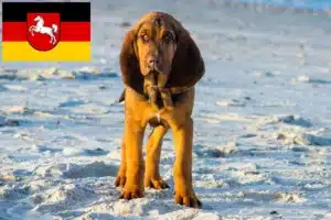 Read more about the article Bloodhound Züchter und Welpen in Niedersachsen