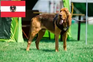 Read more about the article Bloodhound Züchter und Welpen in Österreich