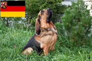 Read more about the article Bloodhound Züchter und Welpen in Rheinland-Pfalz