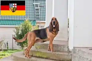 Read more about the article Bloodhound Züchter und Welpen im Saarland