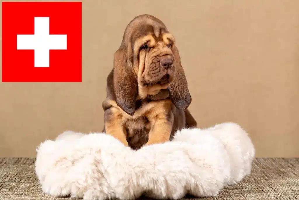 Bloodhound Züchter mit Welpen Schweiz