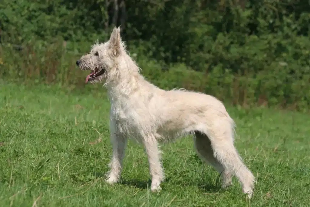 Bouvier des Ardennes Züchter mit Welpen Hamburg