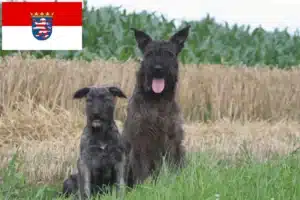 Read more about the article Bouvier des Ardennes Züchter und Welpen in Hessen