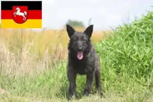 Read more about the article Bouvier des Ardennes Züchter und Welpen in Niedersachsen