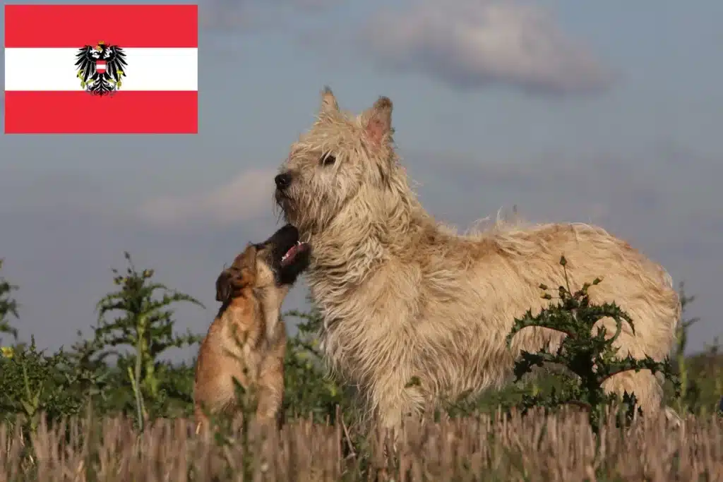 Bouvier des Ardennes Züchter mit Welpen Österreich