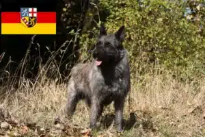 Read more about the article Bouvier des Ardennes Züchter und Welpen im Saarland