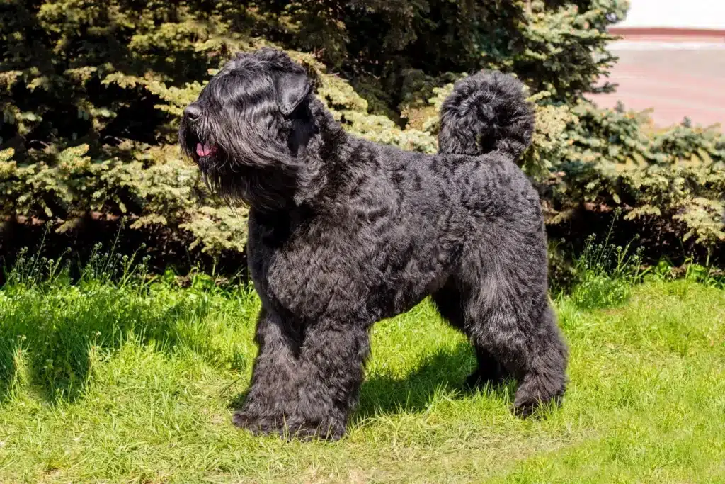 Bouvier des Flandres Züchter mit Welpen Schweiz