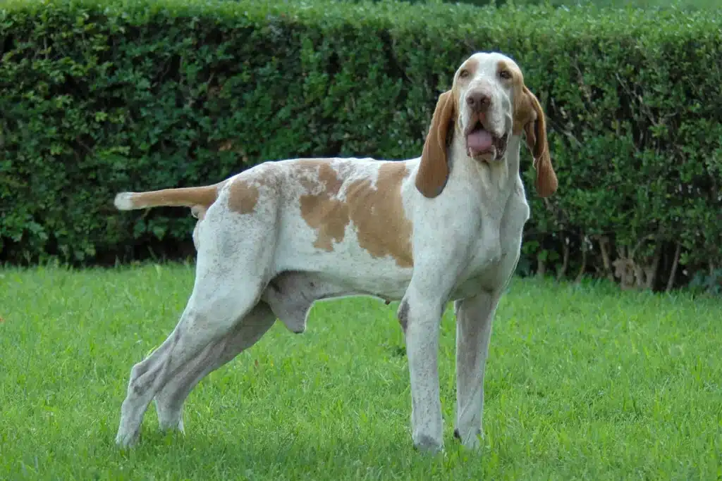 Bracco Italiano Züchter