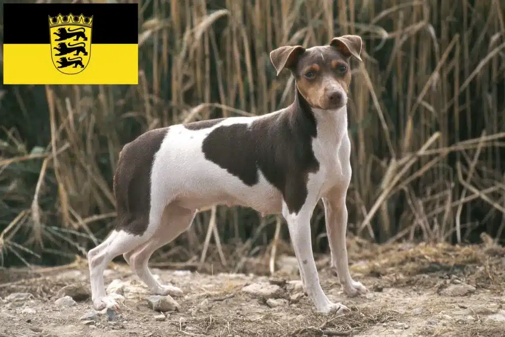 Brasilianischer Terrier Züchter mit Welpen Baden-Württemberg