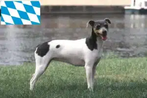 Read more about the article Brasilianischer Terrier Züchter und Welpen in Bayern