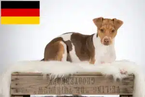 Read more about the article Brasilianischer Terrier Züchter und Welpen in Deutschland