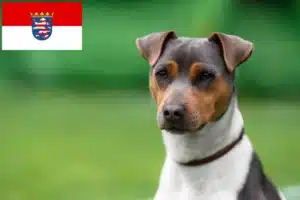 Read more about the article Brasilianischer Terrier Züchter und Welpen in Hessen