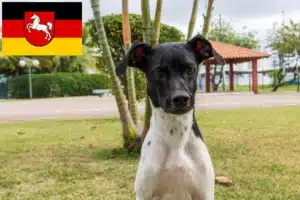 Read more about the article Brasilianischer Terrier Züchter und Welpen in Niedersachsen