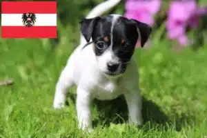 Read more about the article Brasilianischer Terrier Züchter und Welpen in Österreich