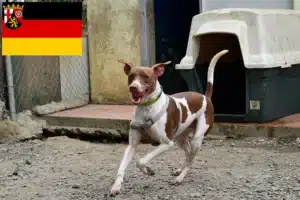 Read more about the article Brasilianischer Terrier Züchter und Welpen in Rheinland-Pfalz