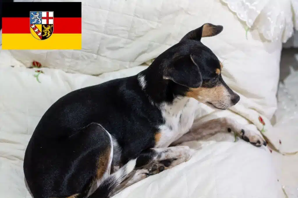 Brasilianischer Terrier Züchter mit Welpen Saarland